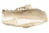 Partial, Fossil Oreodont Skull - South Dakota #198219-7